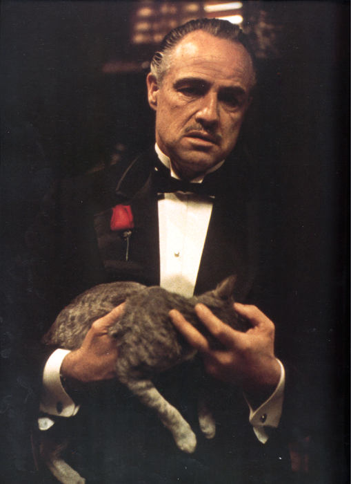 godfather-godfather-cat.jpg